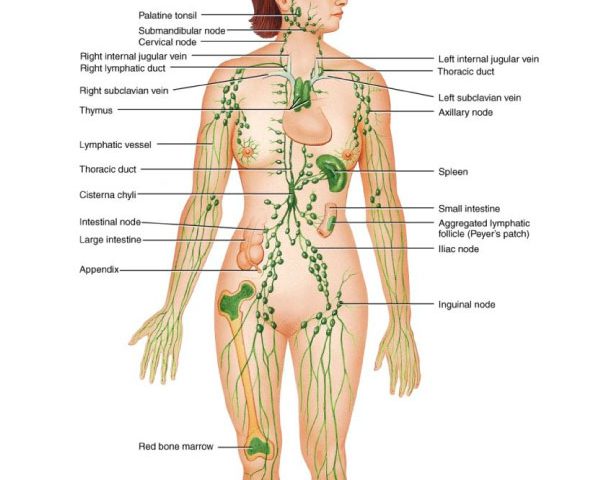 Lymphatic-Drainage