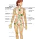 Lymphatic-Drainage